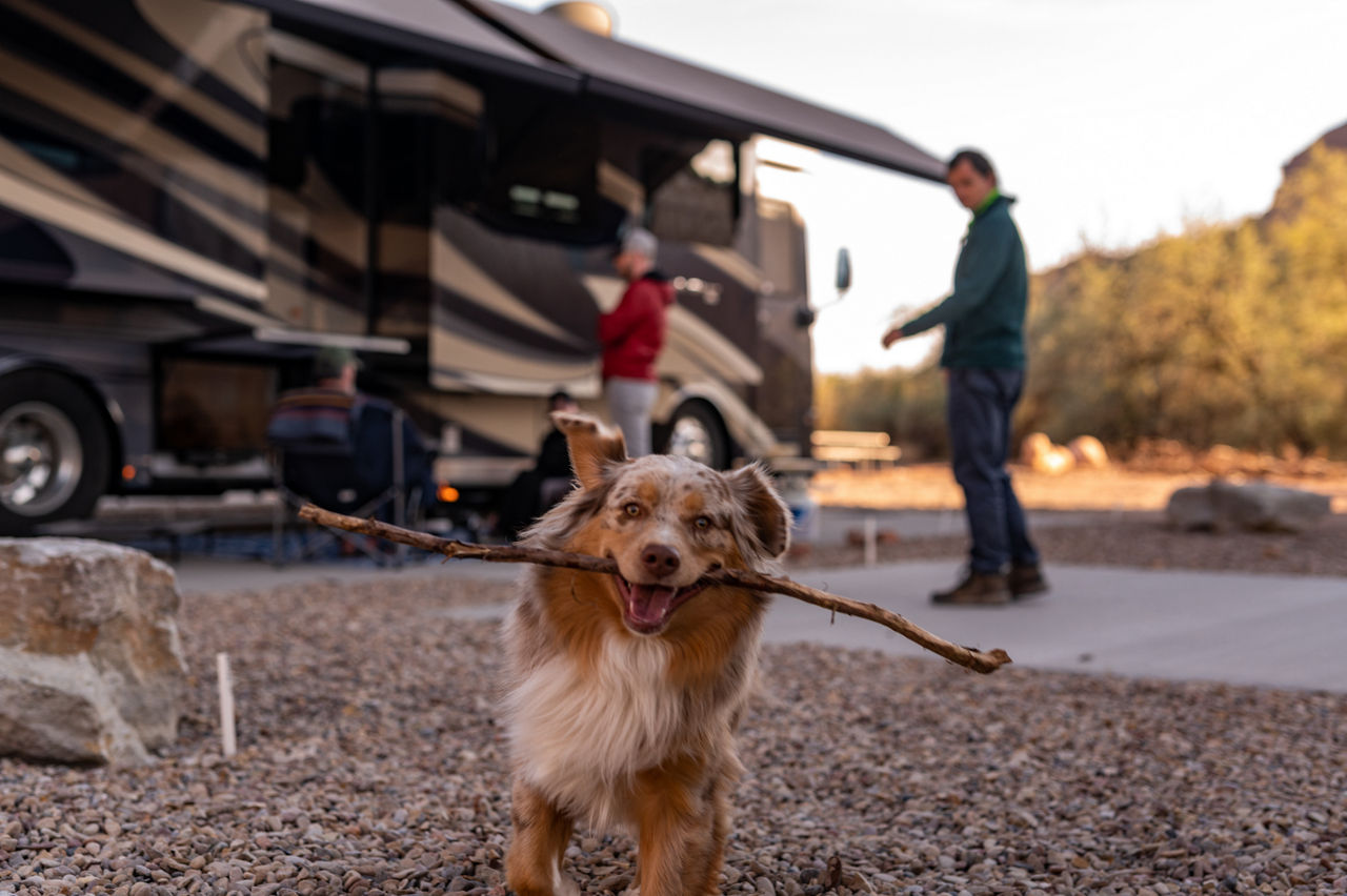 Dog fetching a stick near a newmar coach